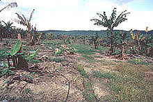 Dead banana plantation